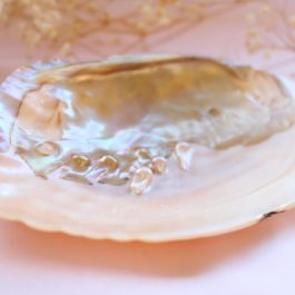 Coquillage de nacre avec perles d’eau douce